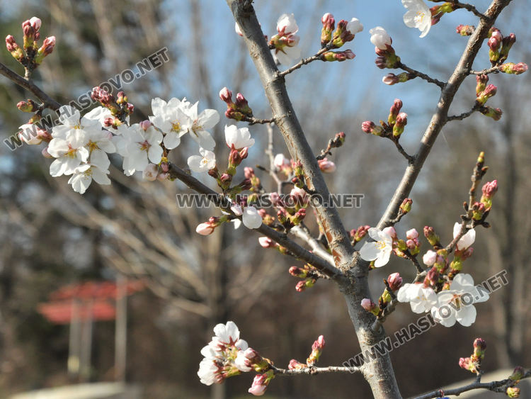Сакурите на Ямача разцъфтяха много рано и  украсиха хълма