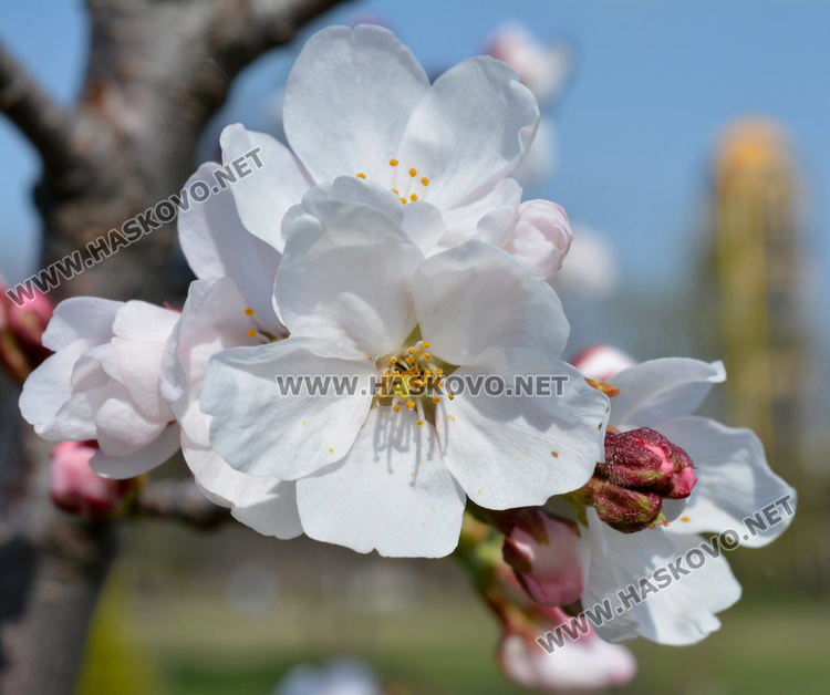 Сакурите на Ямача разцъфтяха много рано и  украсиха хълма