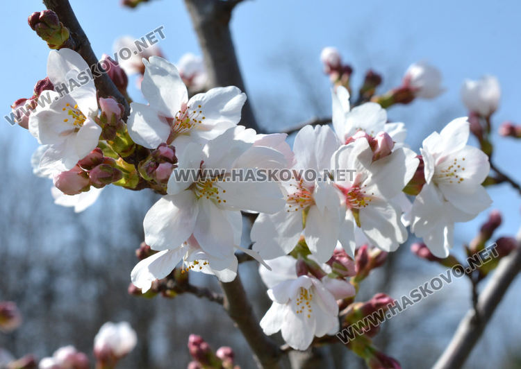 Сакурите на Ямача разцъфтяха много рано и  украсиха хълма