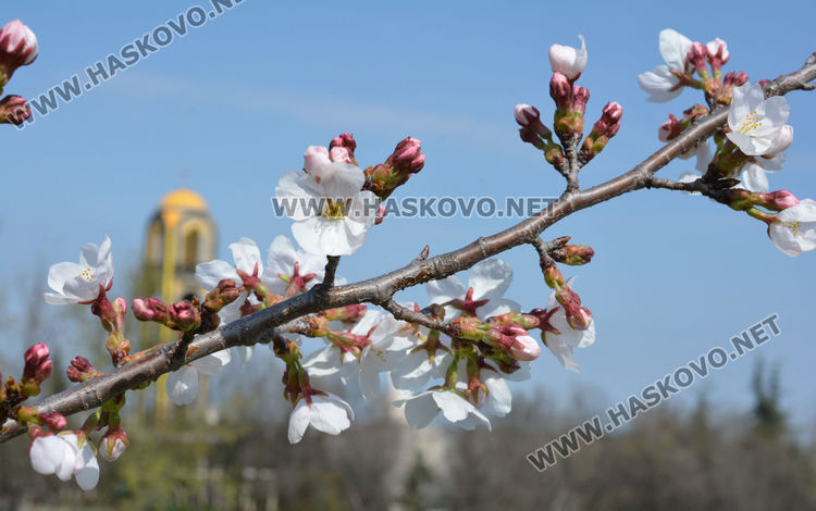 Сакурите на Ямача разцъфтяха много рано и  украсиха хълма