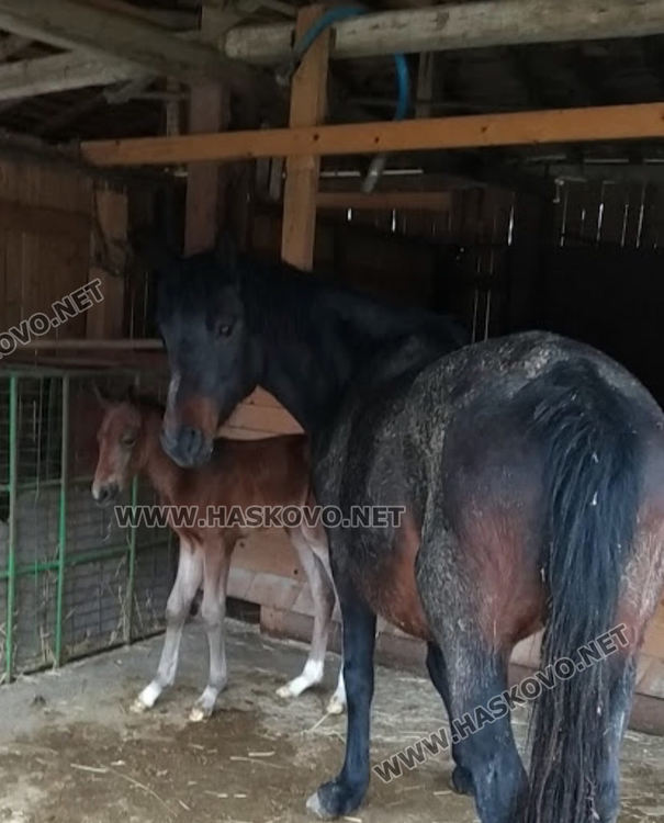 Нов живот в затворения заради коронавируса зоопарк