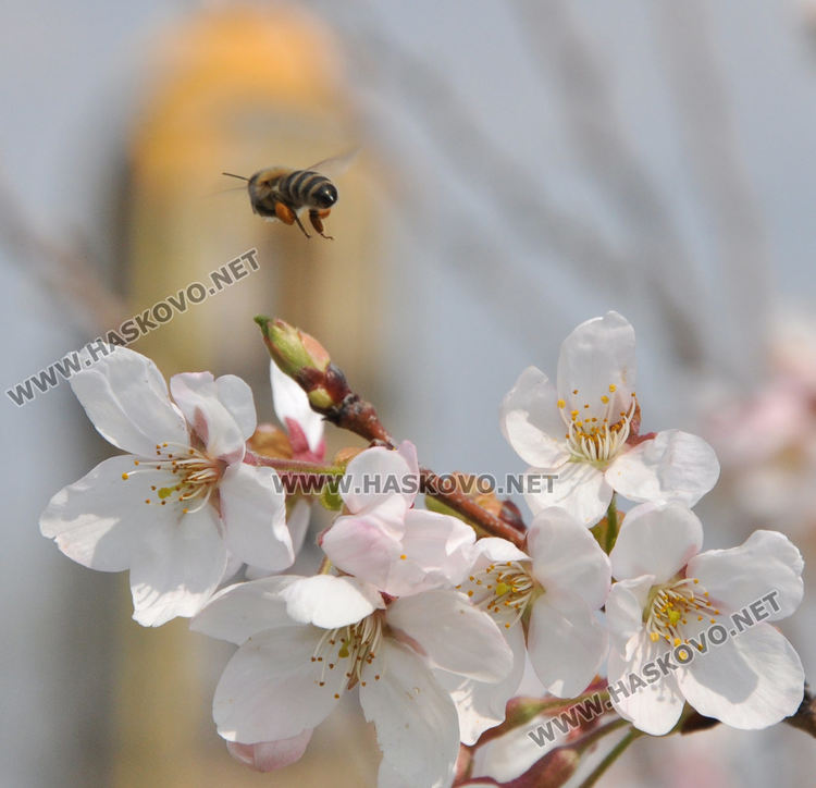 Пчели опрашват красивите японски вишни на „Ямача”