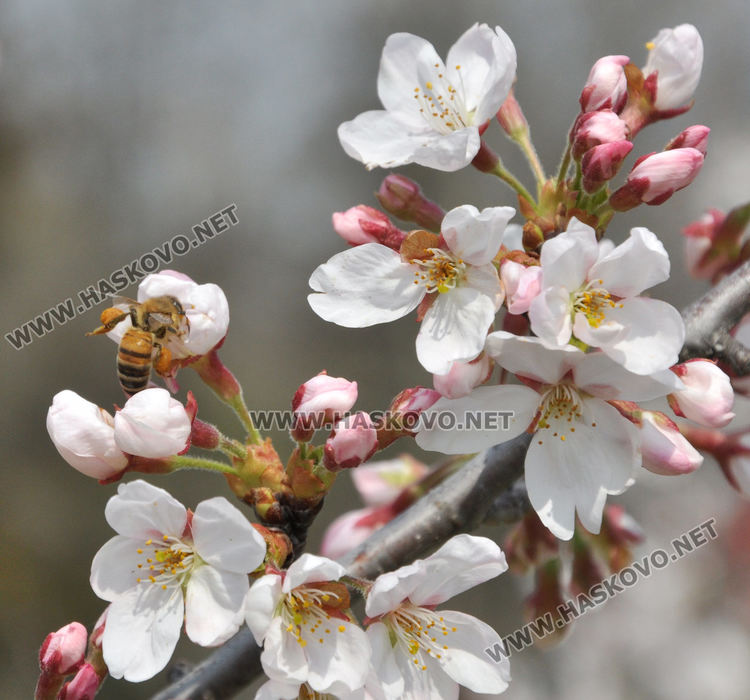 Пчели опрашват красивите японски вишни на „Ямача”