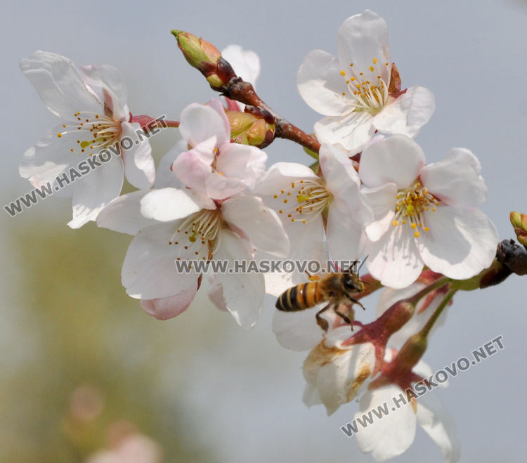 Пчели опрашват красивите японски вишни на „Ямача”