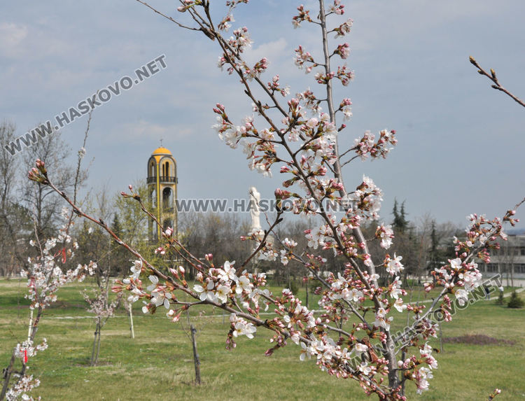 Пчели опрашват красивите японски вишни на „Ямача”