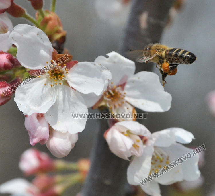 Пчели опрашват красивите японски вишни на „Ямача”