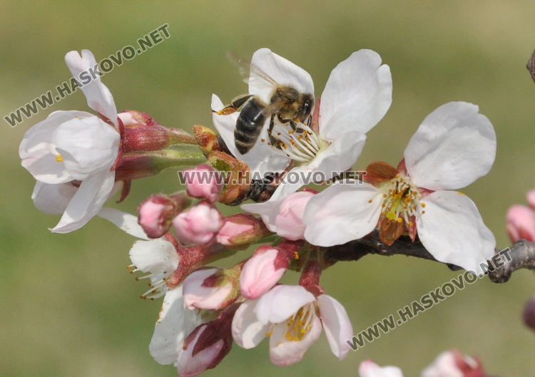 Пчели опрашват красивите японски вишни на „Ямача”