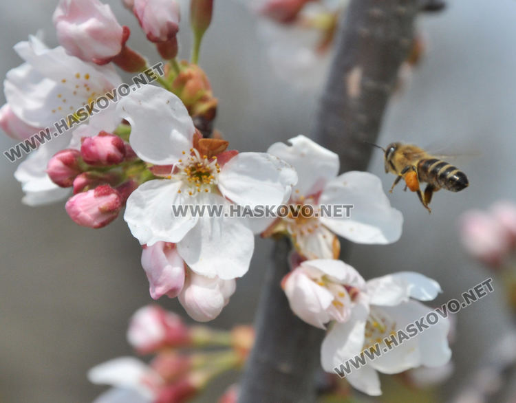 Пчели опрашват красивите японски вишни на „Ямача”