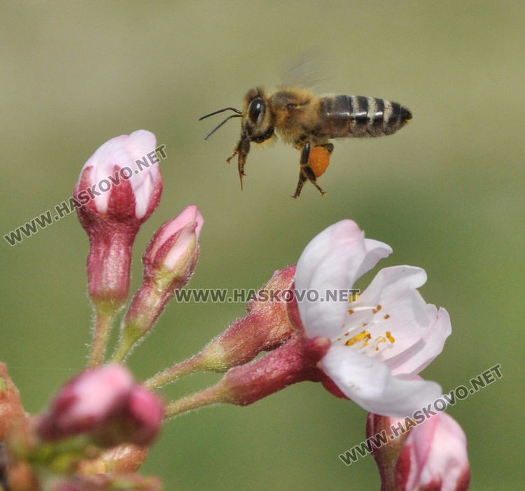 Пчели опрашват красивите японски вишни на „Ямача”