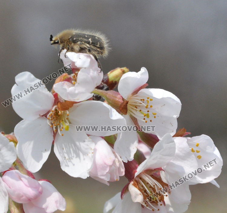 Пчели опрашват красивите японски вишни на „Ямача”
