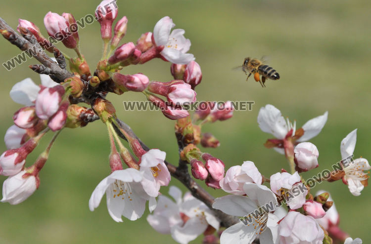 Пчели опрашват красивите японски вишни на „Ямача”