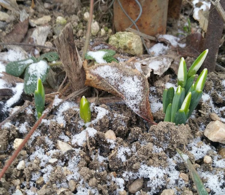 Зимно и с отрицателни температури на Благовец