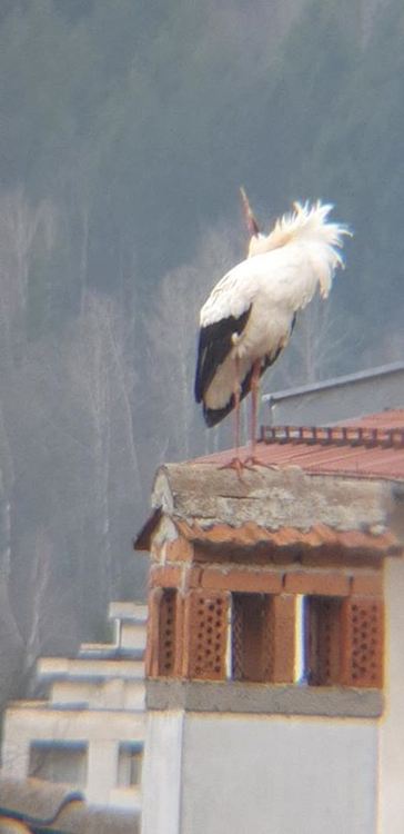 Щъркели пристигнаха в Смолян, хората ги приемат като "бяла лястовица"