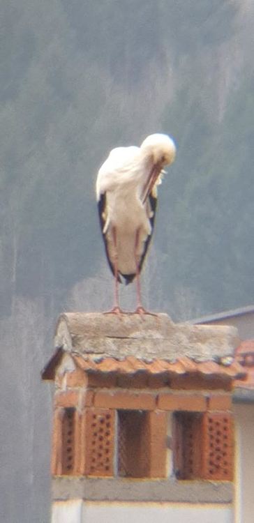 Щъркели пристигнаха в Смолян, хората ги приемат като "бяла лястовица"