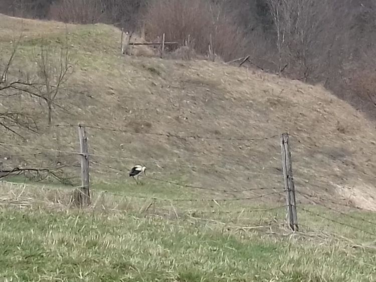 Щъркели пристигнаха в Смолян, хората ги приемат като "бяла лястовица"