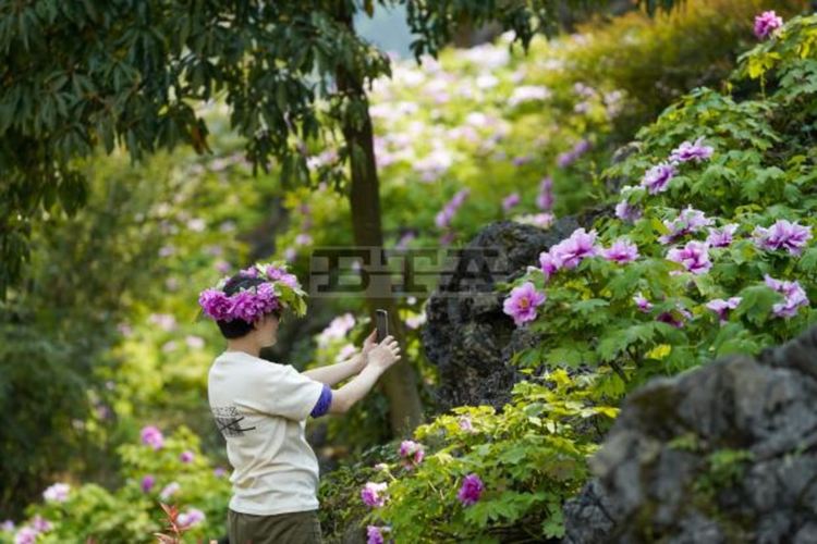 Цъфналите божури на живописното място на Каижифенг в окръг Дяндзян на община Чунцин, югозападен Китай.