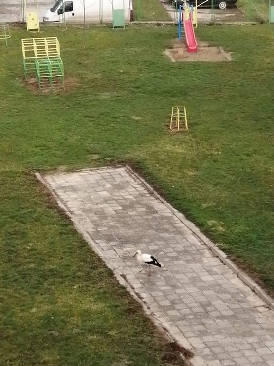 Щъркели пристигнаха в Смолян, хората ги приемат като "бяла лястовица"