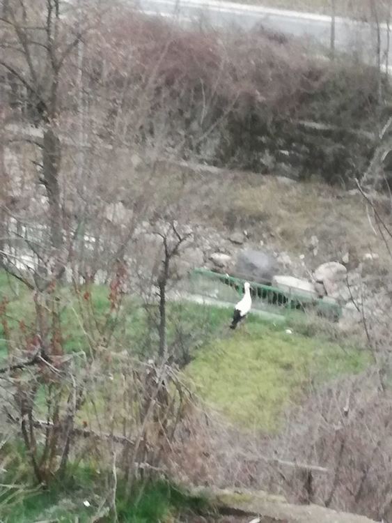 вижте галерята със снимки на родопчани, запечатали идването на щъркелите