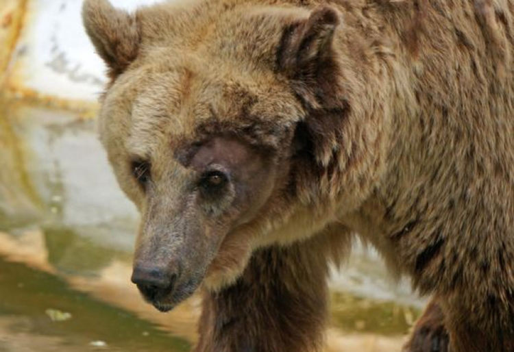 Първа щета за тази година: Мечка край Триград удави овца и говедо