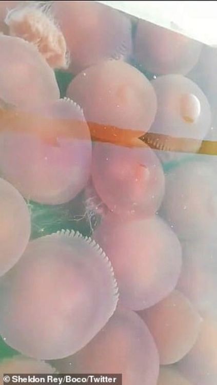 Розови медузи превзеха филипинските плажове