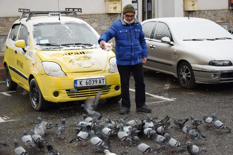 Таксиджия дава храна на гълъбите всяка сутрин в центъра на Ардино