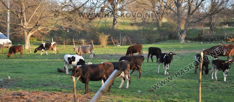 Пожар унищожи обор и плевня край Хасково, спасени са 35 крави и телета