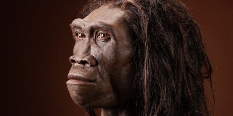 Homo erectus