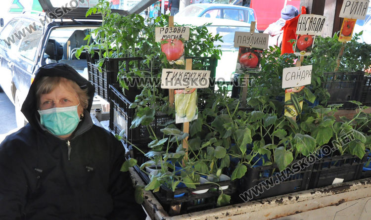 Хасковлии се втурнаха да купуват разсад, чесънът стигна 20 лева