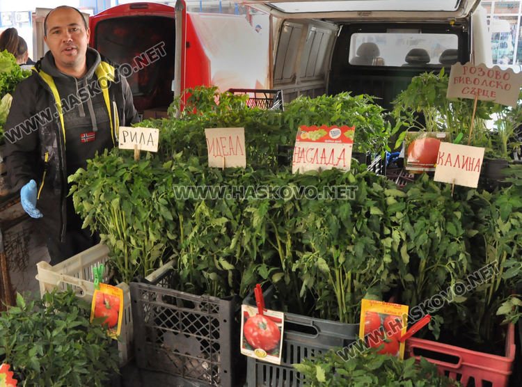 Хасковлии се втурнаха да купуват разсад, чесънът стигна 20 лева