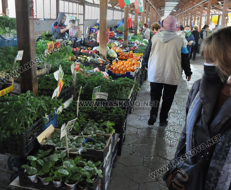 Хасковлии се втурнаха да купуват разсад, чесънът стигна 20 лева
