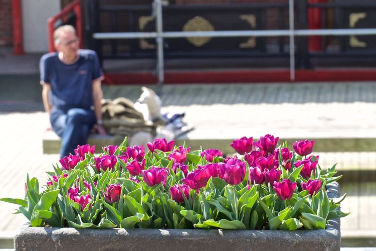 Амстердамският фестивал обсипва с лалета улиците през целия месец април. Поради епидемията от коронавирус тази година са затворени някои локации с лалета.