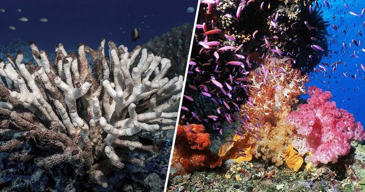 Избеляването на коралите е признак на измирането им