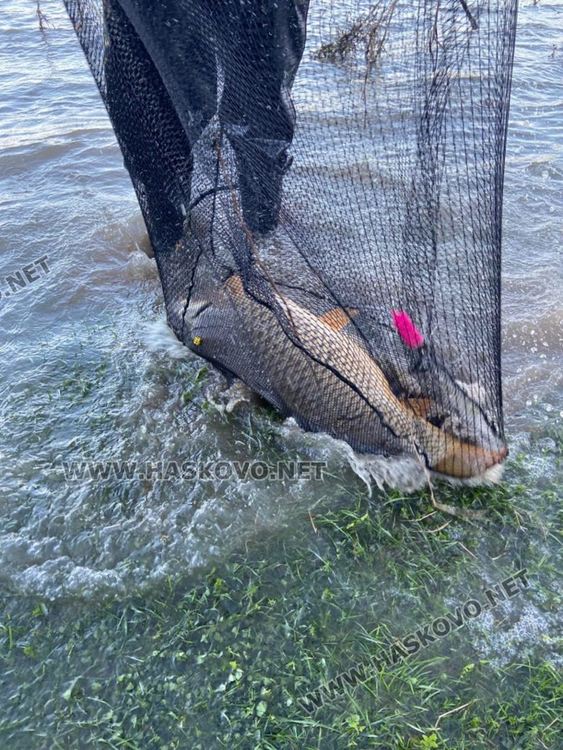 Майстори рибари измъкнаха над 30 шарана от язовир "Ивайловград"