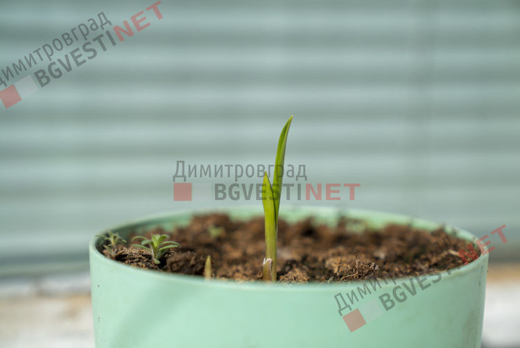 снимка: Евга - израстването на един чесън