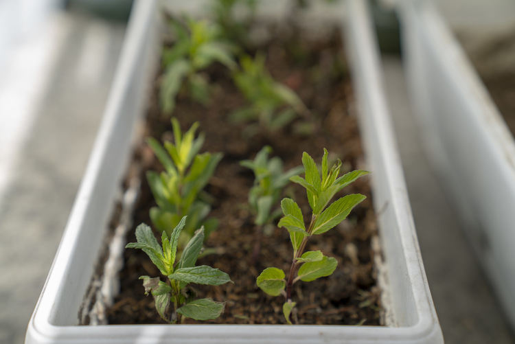 снимка: Евга - израстването на гьозум