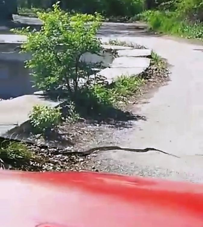 Хасковлийка сигнализира за змии в „Кенана”