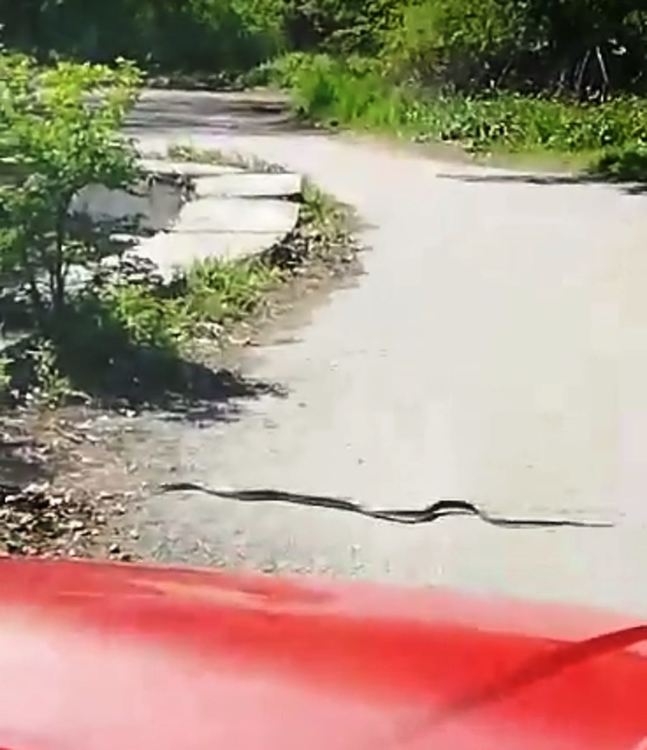 Хасковлийка сигнализира за змии в „Кенана”