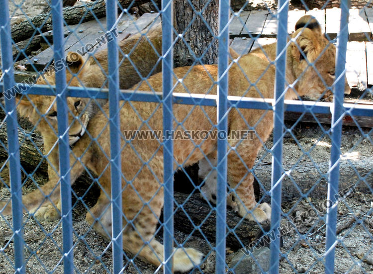 Хасковският зоопарк подготвя за разселване три големи лъва и едно малко 