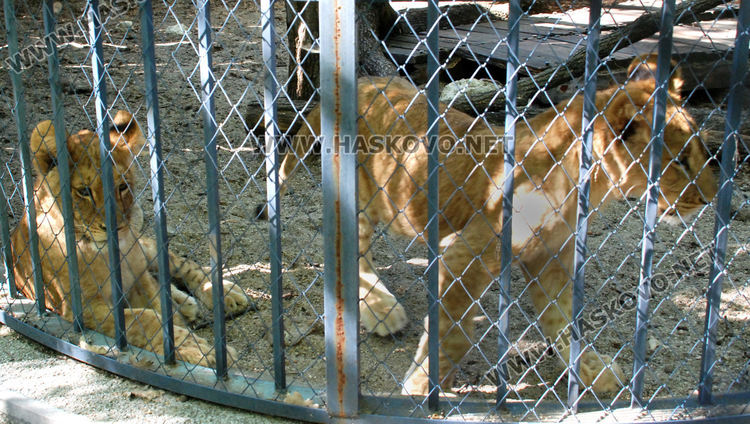Хасковският зоопарк подготвя за разселване три големи лъва и едно малко 