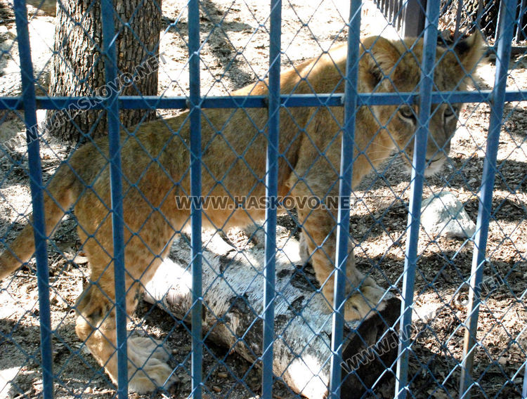 Хасковският зоопарк подготвя за разселване три големи лъва и едно малко 