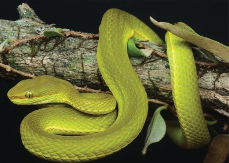 Запознайте се с пепелянката на Салазар - нов вид с ярък цвят