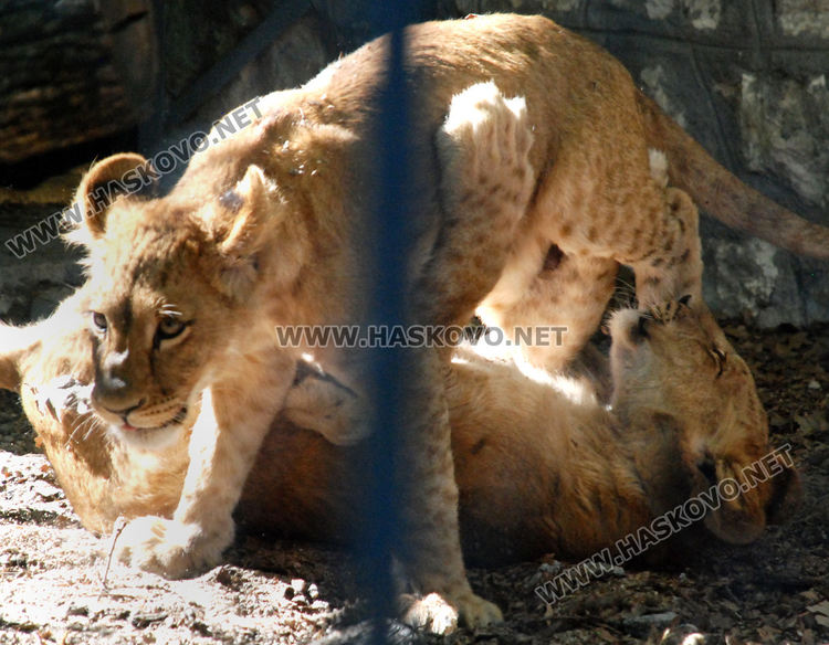 Хасковският зоопарк подготвя за разселване три големи лъва и едно малко 
