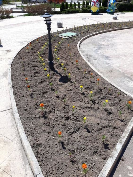 От Община Смолян садят цветя, недобросъвестни хора ги крадат