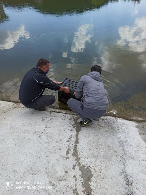 Зарибиха с 3000 шаранчета микроязовир Букова поляна