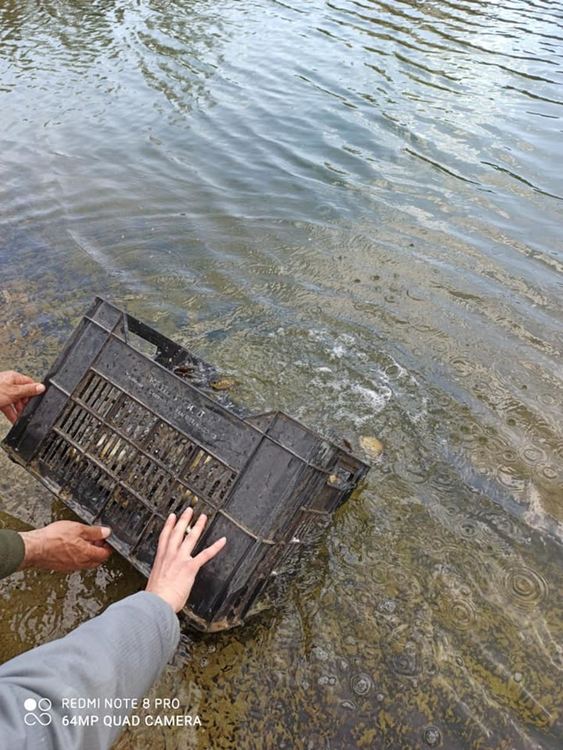 Зарибиха с 3000 шаранчета микроязовир Букова поляна