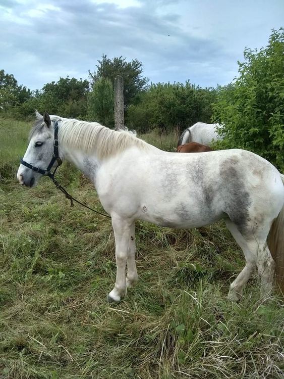 Откраднатите край Чепеларе коне били продадени на месокомбинат