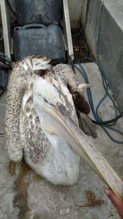  Къдроглав пеликан е спасен край яз. Студен кладенец