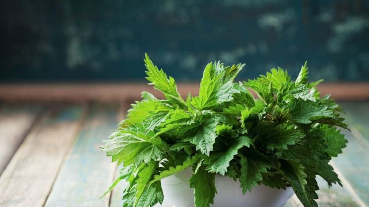 Обикновена коприва за какво и колко може да е полезна?