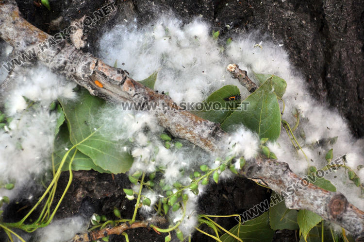 Мъхеста покривка над Хасково