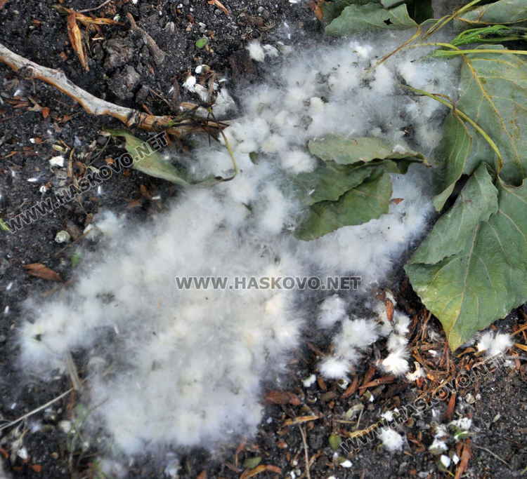 Мъхеста покривка над Хасково